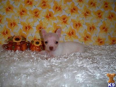 Puppies in LA
